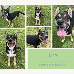 Collage of five photos of a black and tan dog with white markings on its chest and face, named Rex.
