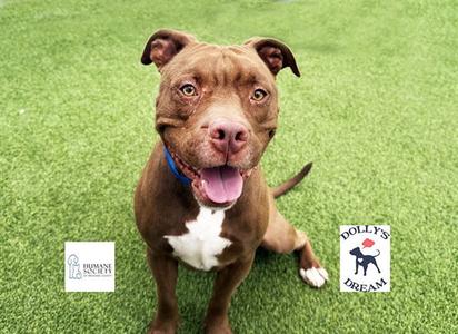 CHARLIE, Pit Bull Terrier, adult, available for adoption