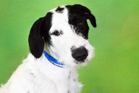 DOT, Pointer / Poodle (Standard), young, available for adoption