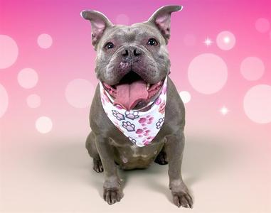 A gray dog wearing a white bandana with pink paw prints, sitting against a pink background with bokeh lights.