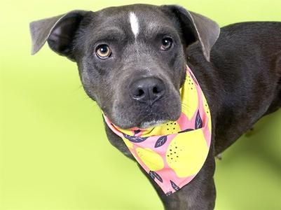 BITSY, Pit Bull Terrier, young, available for adoption