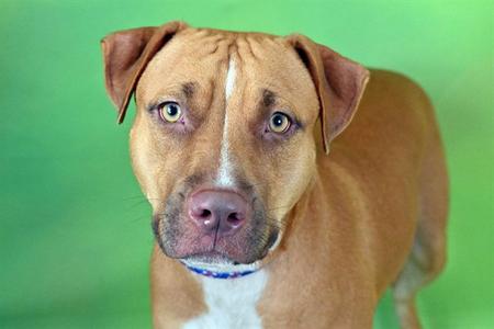 CARAMEL, American Staffordshire Terrier, adult, available for adoption