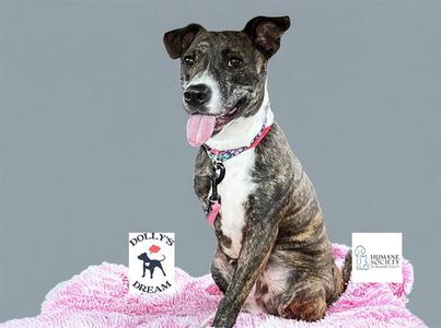CHICKIE, American Staffordshire Terrier, adult, available for adoption