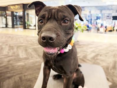 BARTHOLOMEW, American Staffordshire Terrier / Chinese Shar-Pei, young, available for adoption