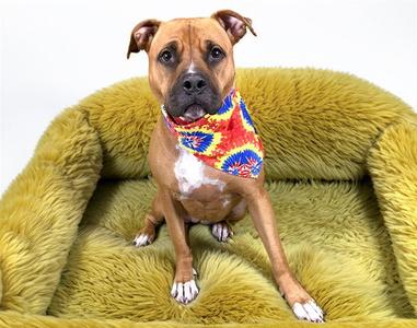A brown dog with a white chest and paws, wearing a colorful bandana, sitting on a yellow fuzzy dog bed.