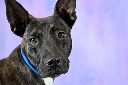 BUCK, Belgian Shepherd Malinois / Pit Bull Terrier, young, available for adoption