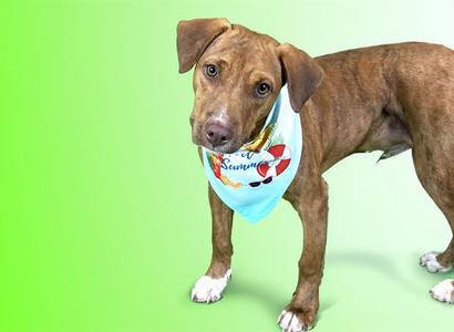 COCONUT, Canaan Dog, young, available for adoption