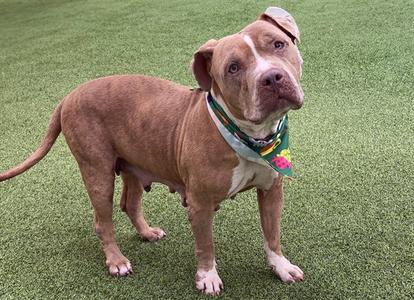 A brown and white dog wearing a colorful bandana standing on a green lawn.