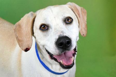 BEAN, Labrador Retriever / Basset Hound, adult, available for adoption