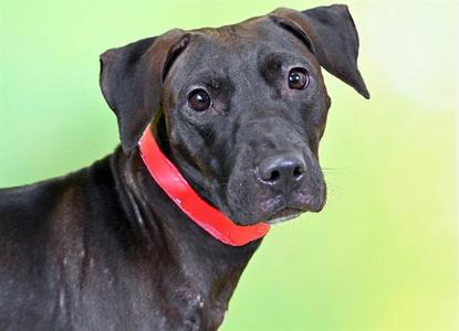 DAFFODIL, Labrador Retriever, adult, available for adoption