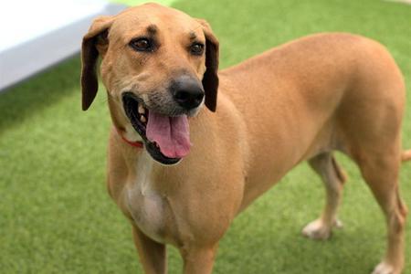 CASEY, Rhodesian Ridgeback, adult, available for adoption