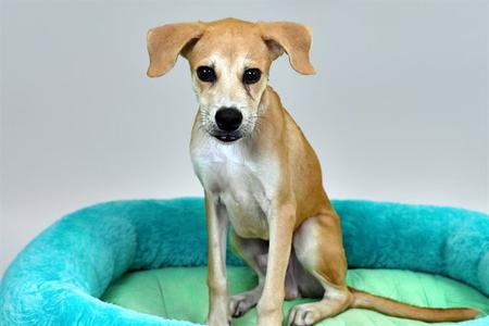 A small brown dog sitting on a blue dog bed.
