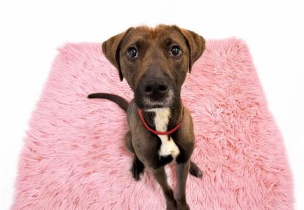 DAHLIA, Greyhound, adult, available for adoption