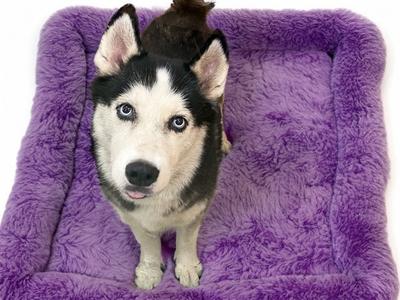 CALLIE, Siberian Husky, adult, available for adoption