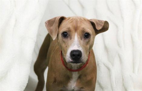 ETHEL, Feist, young, available for adoption
