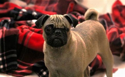 FRANK, Pug, adult, available for adoption