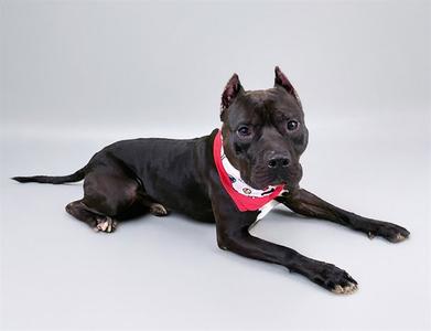ANGUS, American Staffordshire Terrier, adult, available for adoption
