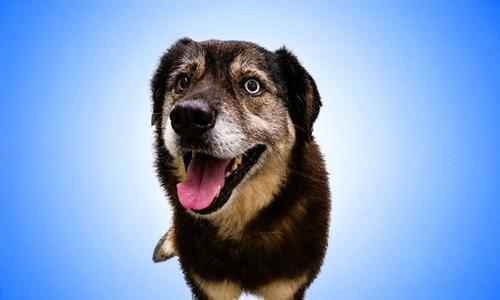 BLUE, Siberian Husky, adult, available for adoption