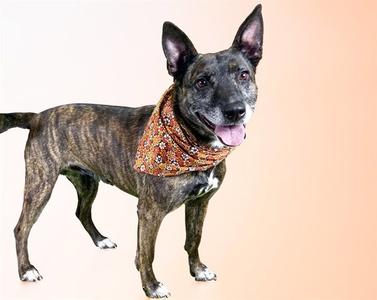 A brindle dog wearing a patterned bandana, standing and looking at the camera with its tongue out.