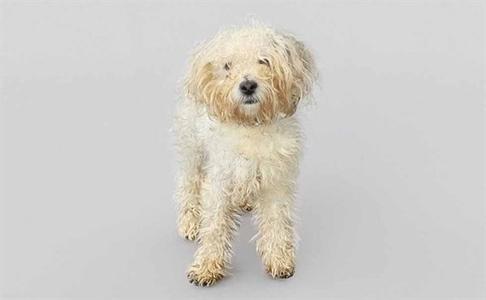 A fluffy white dog standing on a gray background