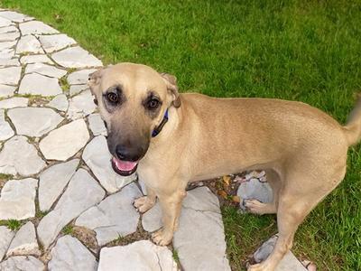 ARENA, Labrador Retriever, young, available for adoption
