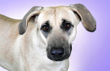 ARENA, Labrador Retriever, young, available for adoption