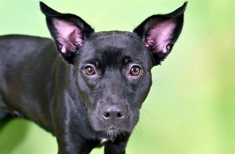 BALI, Labrador Retriever, young, available for adoption