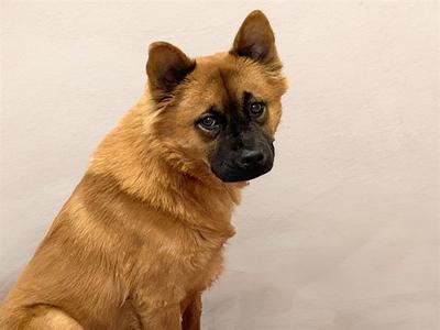 BUNNY, Finnish Spitz, adult, available for adoption