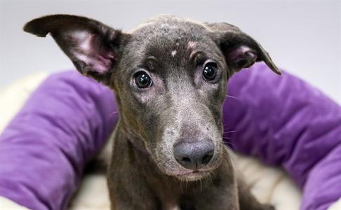 FORD, Labrador Retriever, puppy, available for adoption