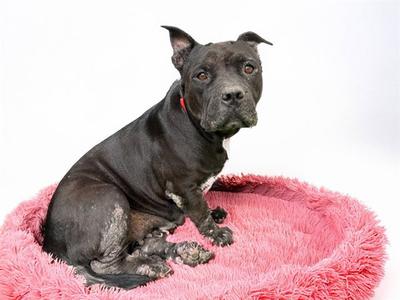 A black dog sitting on a pink, fluffy dog bed.