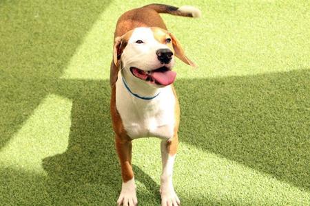 DUO, Harrier, young, available for adoption
