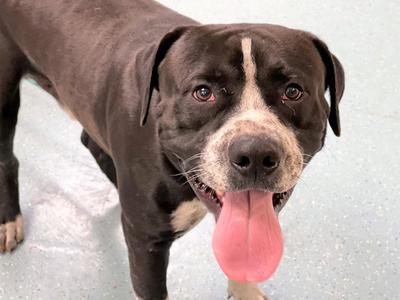 BRONX, American Staffordshire Terrier, adult, available for adoption