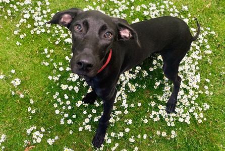 ANNA, Pointer, young, available for adoption
