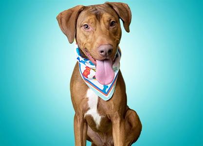 BROWNIE, Doberman Pinscher / Boxer, adult, available for adoption