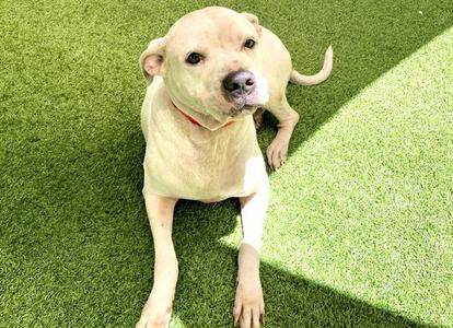 ANGEL, American Bulldog / Pit Bull Terrier, adult, available for adoption