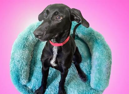 ELSA, Pointer, young, available for adoption
