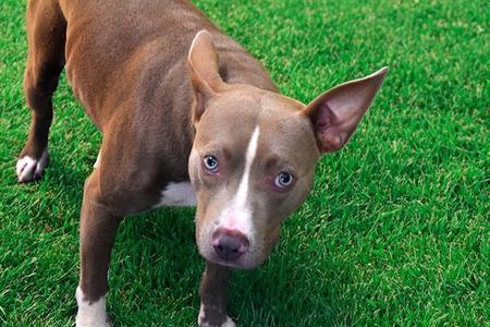 BOBBY, Pit Bull Terrier, young, available for adoption