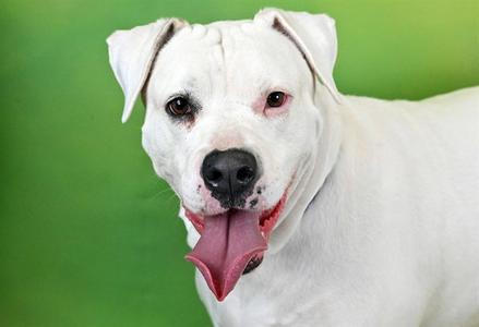 DAISY, American Bulldog, senior, available for adoption