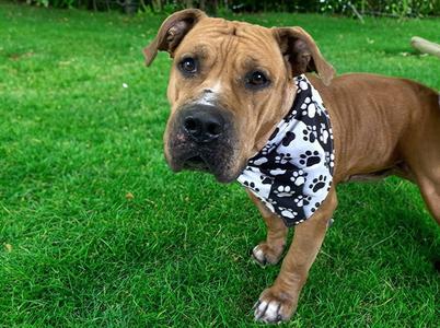 BRUCE, American Staffordshire Terrier, adult, available for adoption