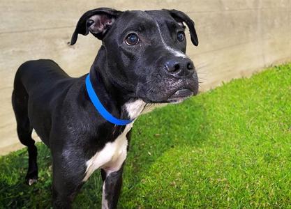 CHARLIE, American Pit Bull Terrier, adult, available for adoption
