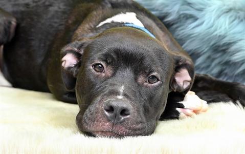 CHARMING, Labrador Retriever, young, available for adoption