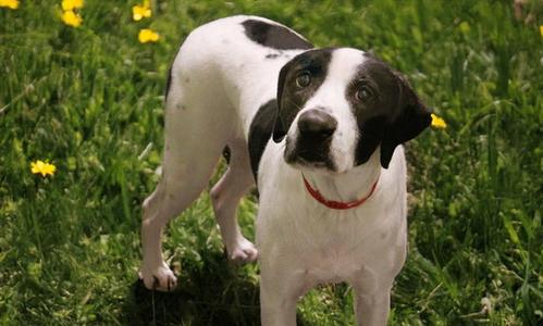 BAILEY, Pointer, adult, available for adoption
