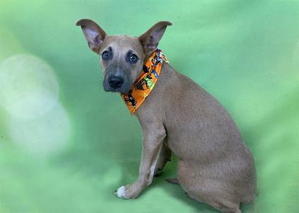 A small brown dog wearing an orange bandana with a Halloween design, sitting on a green background.