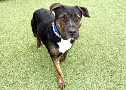 GIZMO, American Staffordshire Terrier, adult, available for adoption
