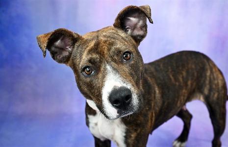 COCOA, American Staffordshire Terrier, adult, available for adoption