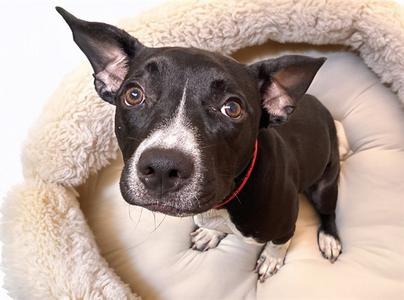 DIXIE, Labrador Retriever / Pit Bull Terrier, young, available for adoption