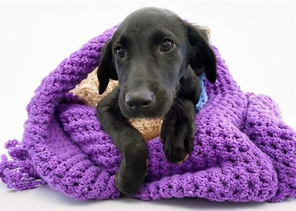 A black puppy wrapped in a purple knitted blanket.