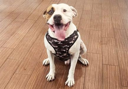 A white dog with a black patch over its left eye, wearing a black harness with a camouflage pattern, sitting on a wooden floor and looking up with its mouth open.