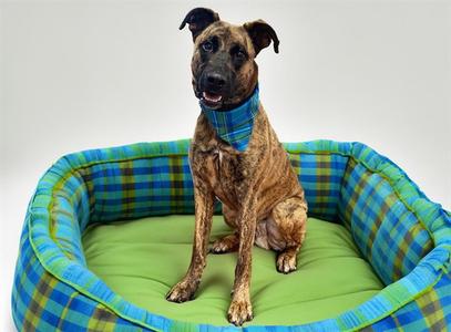 A brindle dog wearing a blue plaid bandana sits in a green and blue plaid dog bed.