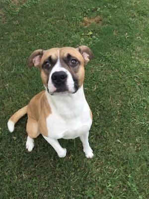 HARDY, Staffordshire Bull Terrier, adult, available for adoption